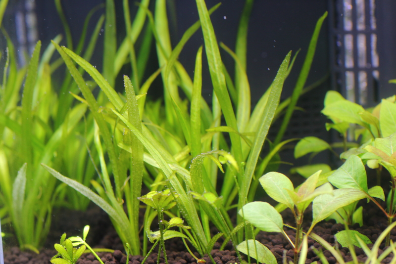 植栽から7日目　チェーンアマゾン